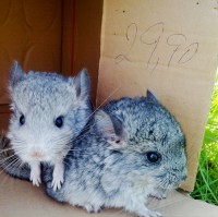 /album/chinchillas/hrozinka-a-leydy-jpg/